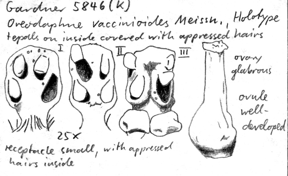 Vorschaubild Oreodaphne vaccinioides Meisn.